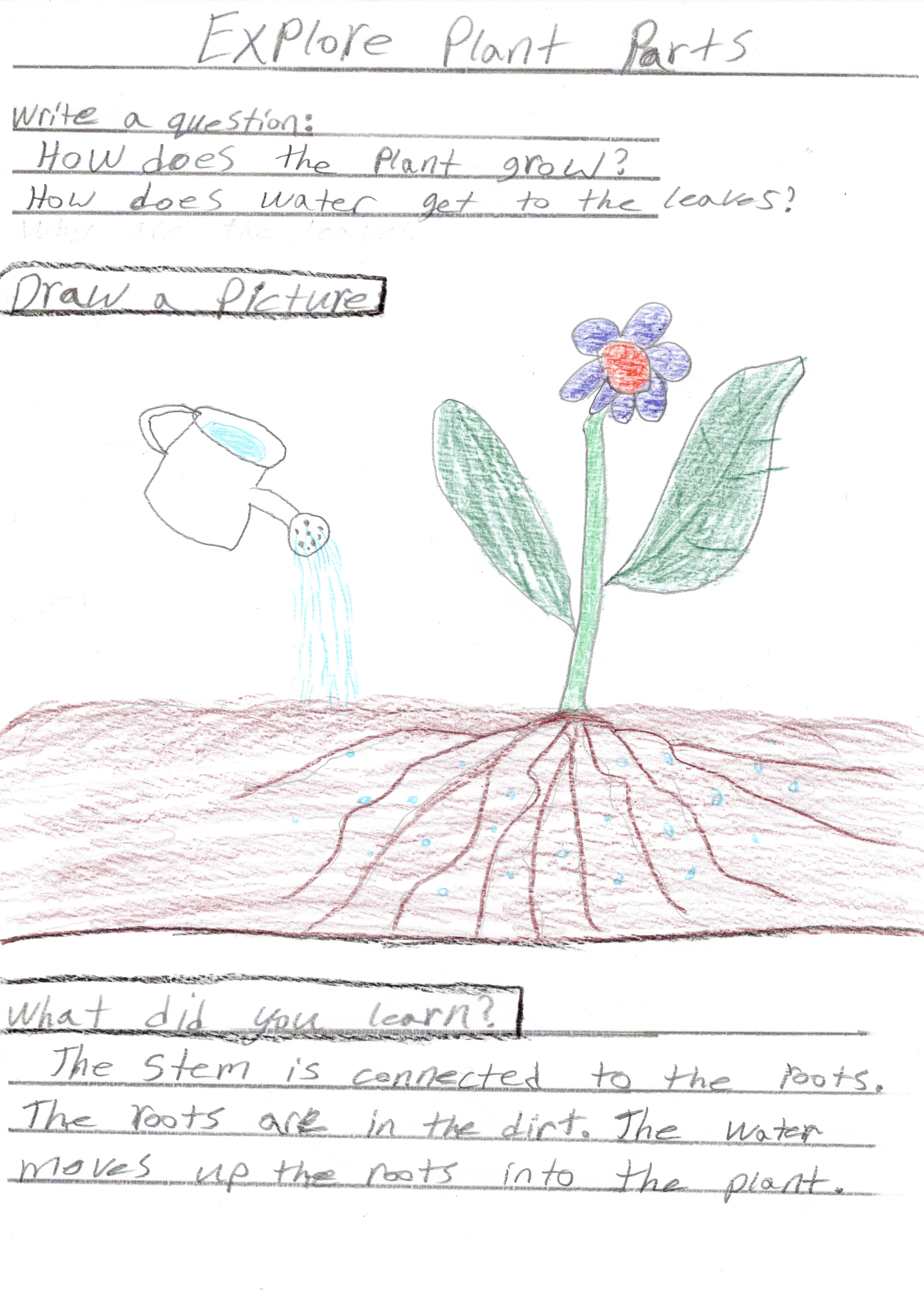 Parts of a Plant Activity-completed example